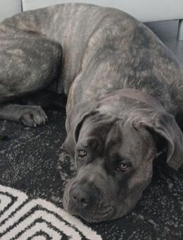 Cane Corso Rüde - Oberhausen