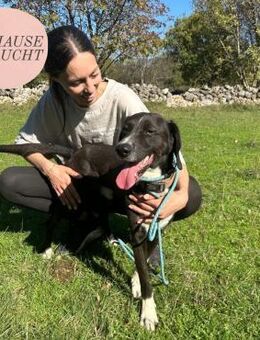 Harmoniebedürftiger BOBI sucht Familie❤️ - Saarbrücken