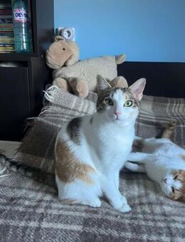 Verspielte SAMBA sucht Dosenöffner ♥️ - München