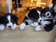 Intelligente Australian Shepherd Welpen suchen ihr Für-Immer-Zuhause! - Viersen