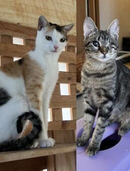 Jenny und Jessie aus dem Tierschutz - Grevenbroich