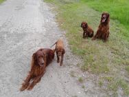 Irish Red Setter Welpen - Hage