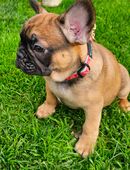Französische Bulldogge Welpen / Bullys in 49434