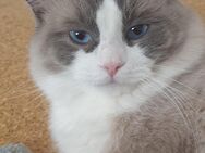 Junger ragdoll kater - Burgstetten