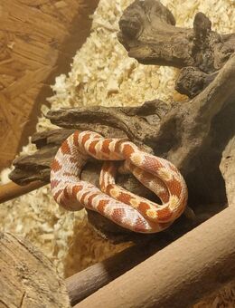 Schlangen - kornnatter- palmetto + Pantherophis guttatus HYPO - Wittenberge