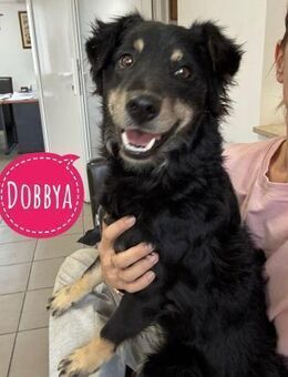 Dobbya eine fröhliche Natur - Flörsheim-Dalsheim