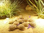 Testudo Kleinmanni / Ägyptische Landschildkröten Nachzuchten - Templin