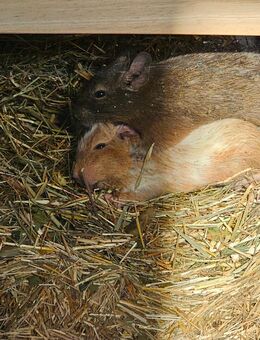 2 liebevolle Degus suchen ein neues Zuhause (1 1/2 Jahre / männlich) - Stuttgart