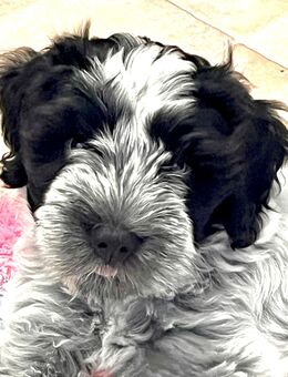 unser Schapendoes Rüde Archie wartet noch auf seine Familie - Rheinau