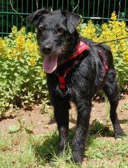 Feliciti - Schnauzer-Mix - 1 Jahr - Tierhilfe Franken e.V. - Lauf (Pegnitz) Zentrum