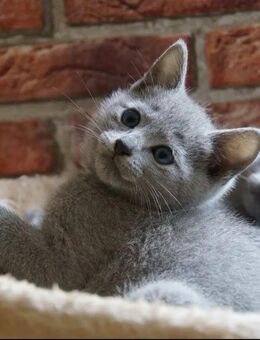Russisch Blau Kitten ,,Blue Infinity,, - Kirn