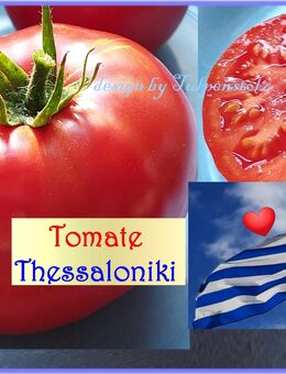 ♥ Bio Freiland-Tomate Thessaloniki Samen Gemüse Garten Tulpenstolz, Saat-Raritäten,samenfest,große Tomate rot aromatisch süß - Hamburg