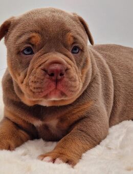 Old english bulldog Welpen, OEB - Kassel