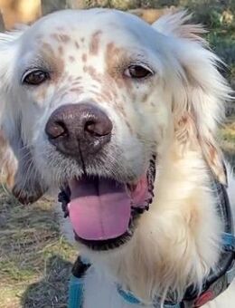 Meet Englisch Setter-Mix WARREN - Sehnde