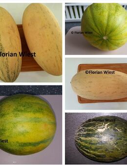 Melonen Honigmelonen "Ruski Ananas" (Makedonien),Usbekische Honigmelone "Torpedo" + Piel de Sapo - Freital
