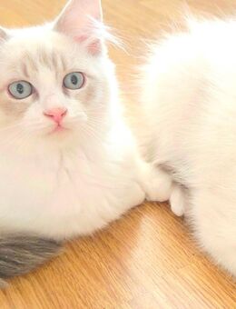 Wunderschöne Kitten - Berlin