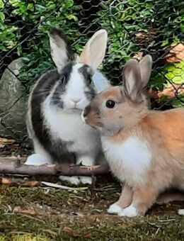 Nicki und Stella - Zwergkaninchen - 5 Monate - Tierhilfe Franken e.V. - Lauf (Pegnitz) Zentrum