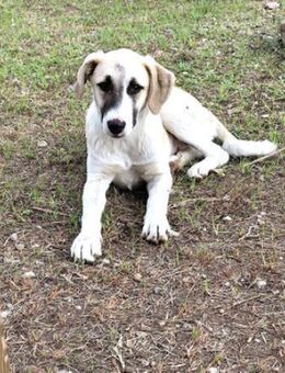 Aenna - freundliches Hundekind - Dingolfing