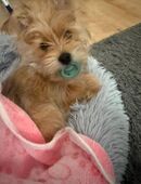 Welpe Yorkipom in 90459