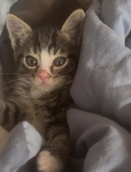 Katzen Kinder - Dortmund Hostedde