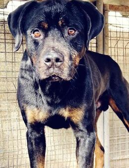 Neyko ein Schmusebär im Rottweilerkörper - Lübeck