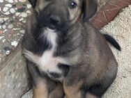 🌼Welpenmädchen Tilda sucht dich!🐾 - Eislingen (Fils)