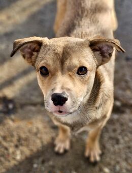 ADINA - freundlich, neugierig, sozial - Weilheim (Oberbayern)