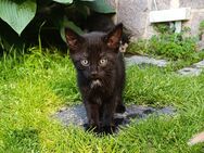 Katzen Kitten suchen neues Zuhause - Penig