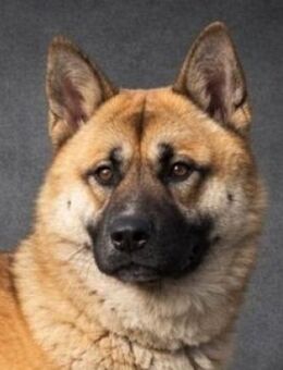 Junghund ORFEUS - Gefrees