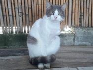 Kia, kleiner Unglücksrabe, 3 Jahre - Vaterstetten
