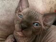 Sphynx Kitten in 58675