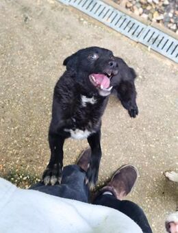 BILLIE wartet auf ihre Menschen - Schwabach