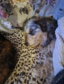 Süßer Wuschel - Korntal-Münchingen