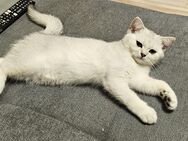 3 Jungs BKH Kitten - Spelle