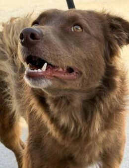 Dino ist ein dynamischer Hund - Donaueschingen