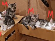 Babykatze - Hiltpoltstein