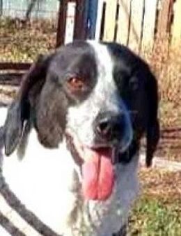 Milo-Ben, groß und einfach toll!!! - Mettmann