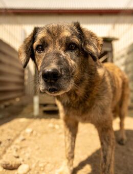 Beghei 🤎 11 Jahre dringend - Kallmünz
