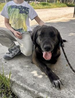 Sanfte ALMA = ideale Familienhündin ♥️‼️ - München