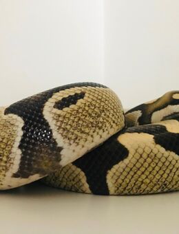 Königspython Desert Ghost (Xclusive-Snakes) - Stuttgart Zentrum