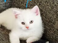 Reinrasige Bkh kitten im Weiß und grau gestreift - Schwäbisch Gmünd