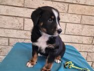 Süße Berner Sennenhund Mix Welpen abzugeben! - Thundorf (Unterfranken)