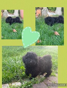 Cavapoo Welpen - 1 Rüde sucht noch seine neue Familie - Oyten