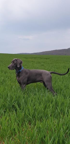 Deckrüde Weimaraner - Aerzen