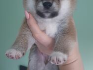 Wunderschöne Shiba Inu Welpen suchen ein liebevolles Zuhause! - Elmshorn