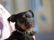 Blacky - Zuhause gesucht - Duisburg