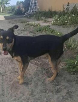 Jade sucht ihr Glück - Nordwalde