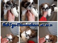 Shih Tzu Welpen - Müllrose