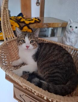 Ein Sibirischen - Mix junge Kater - Neustadt (Donau)