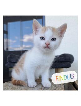 Kater Findus - Waldenburg (Sachsen)